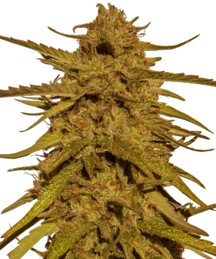 Pineapple Haze