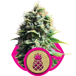 Pineapple Kush