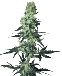 Amnesia White
