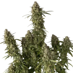 Pineapple OG Auto