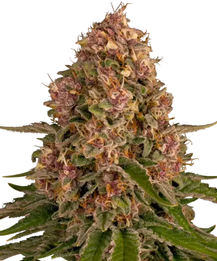 Pink Kush