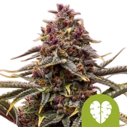 Pink Mist Auto
