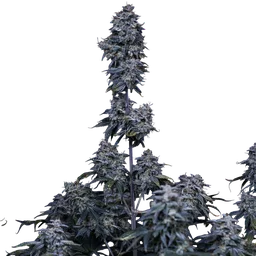 Pinot Noir Auto