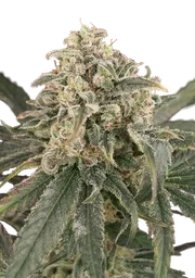 Amnesia XXL Auto