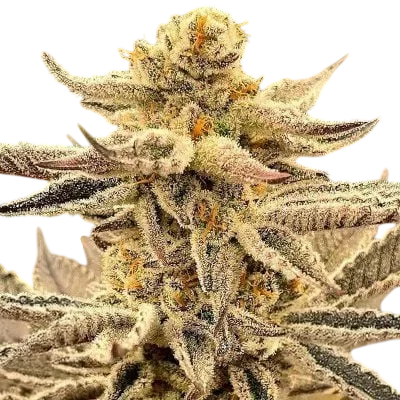 Platinum Dosi
