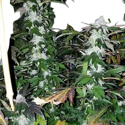 Platinum Gorilla