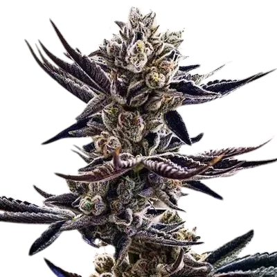 Platinum Kush Breath