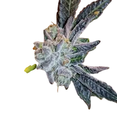 Platinum Purple Candy