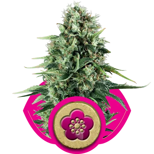 Power Flower