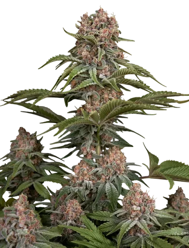 Pure Kush