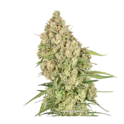 Amsterdam Amnesia