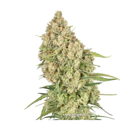 Amsterdam Amnesia
