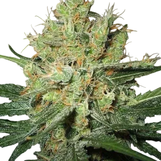 Pure Power Plant