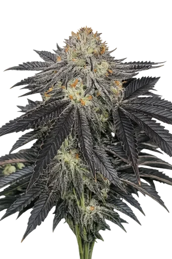 Purple Chem