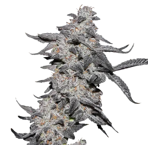 Purple Cherry Popper