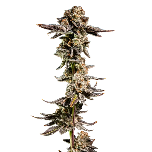 Purple Cherry Ripple