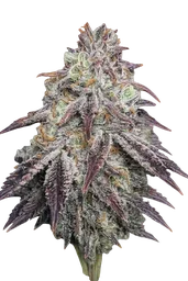 Purple Diesel