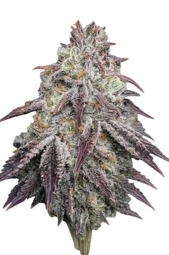 Purple Diesel