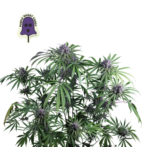 Purple Ghost Candy