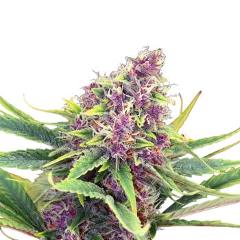 Purple Kush