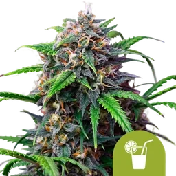 Purple Lemonade Auto