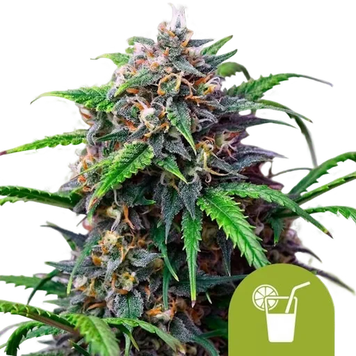 Purple Lemonade Auto