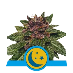 Purplematic CBD Auto