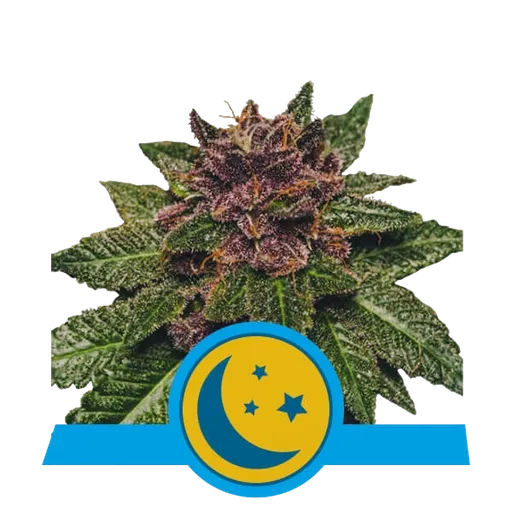 Purplematic CBD Auto