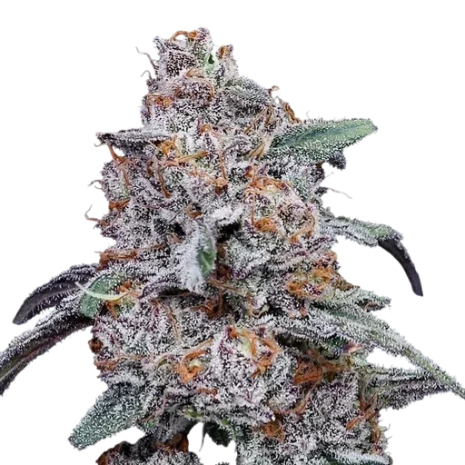 Purple People Eater Auto