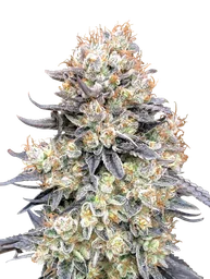 Purple Punch Auto