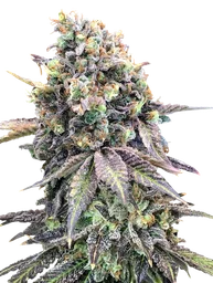 Purple Punch