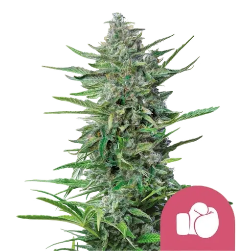 Purple Punch