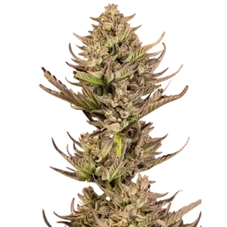 Purple Punch F1 Fast