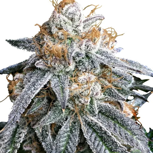 Purple Punch S1