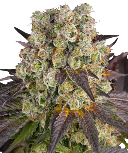 Purple Punch x Lemon Drizzle