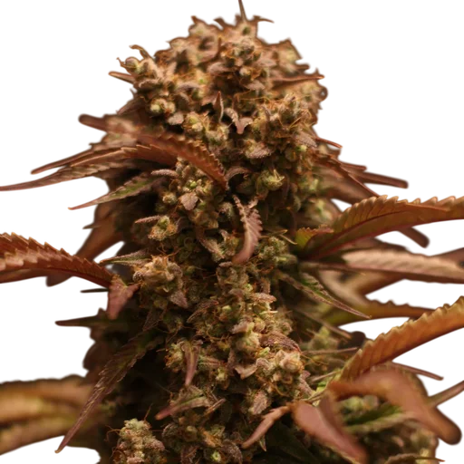 Purple Ryder Auto