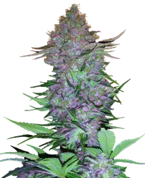 Purple Skunk Auto