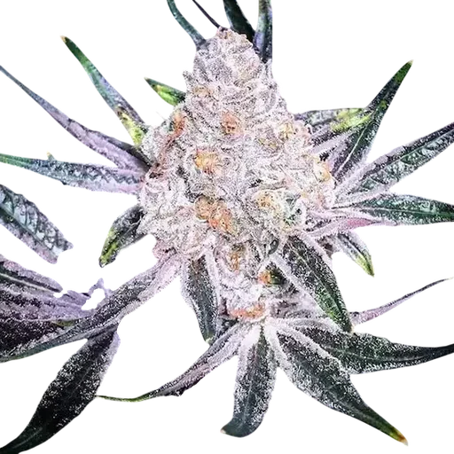 Purple Sunset RBX2