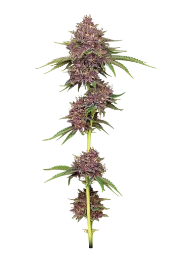 Purpz