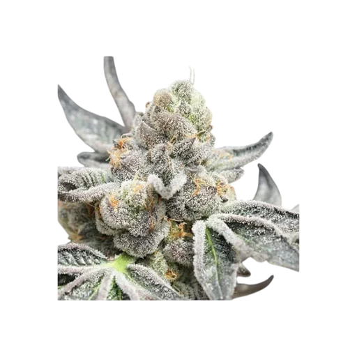 Radical Juice Auto