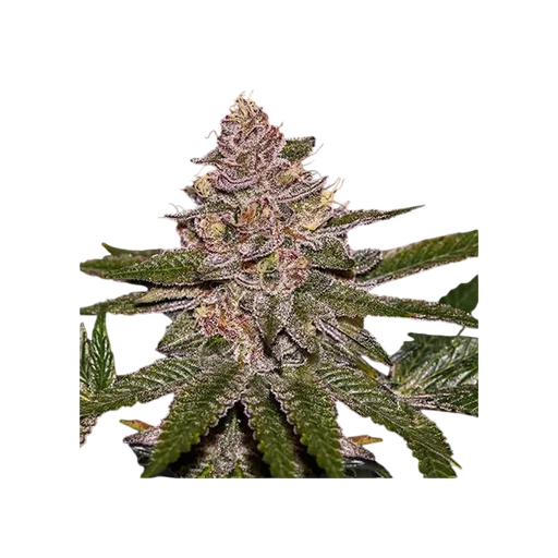 Radical Juice