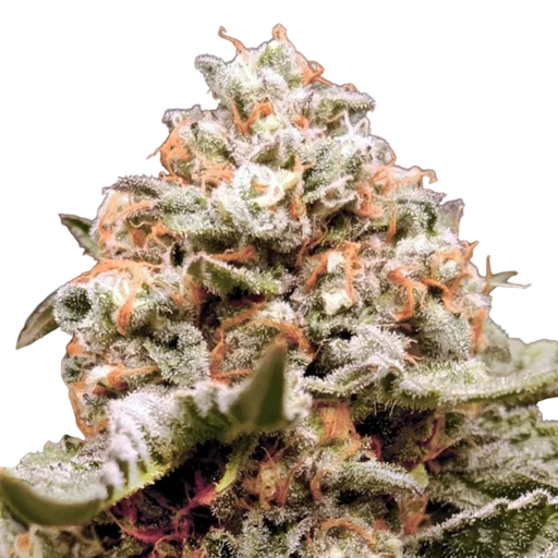 Rainbow Mints Auto