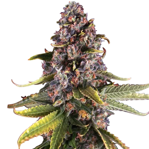 Raspberry Cough