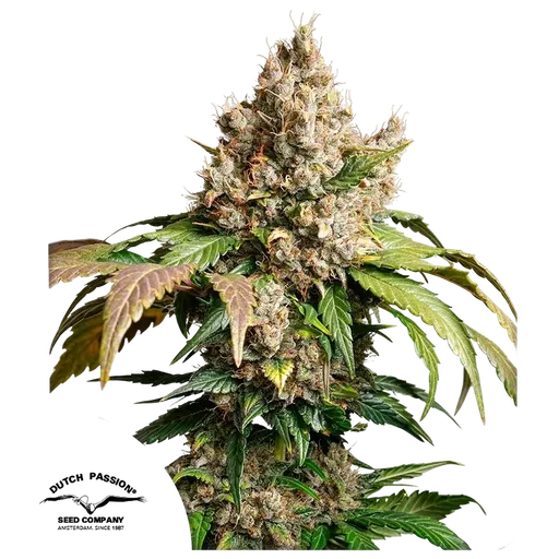 Red Tropicana Cookies Auto