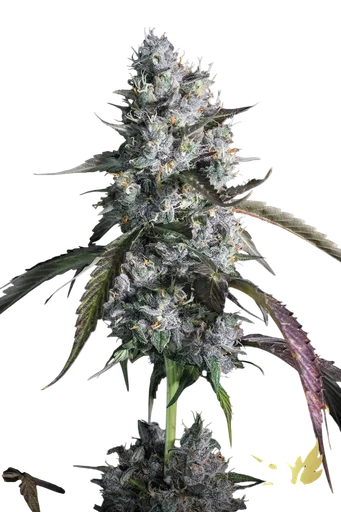 Red Velvet Auto