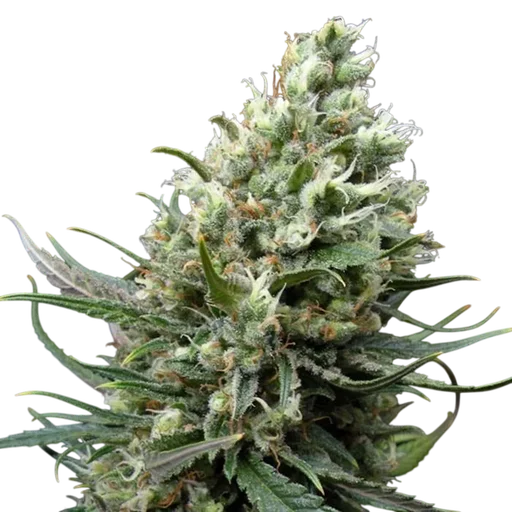 Ripper Haze
