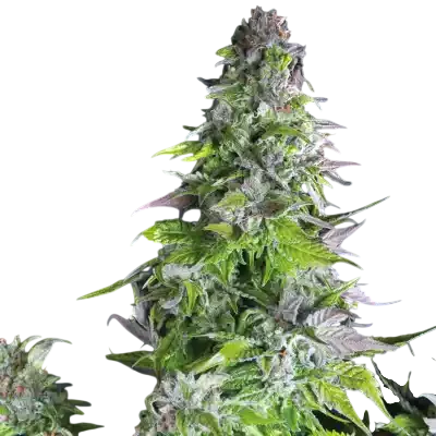 Romulan