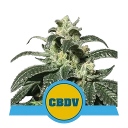 Royal CBDV Auto
