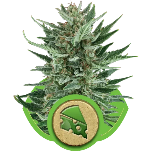 Royal Cheese Auto