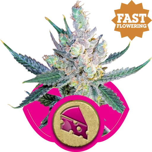 Royal Cheese FAST Version